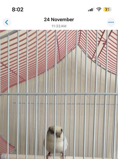 كنار غلوستر رينغ ٢٠٢٥