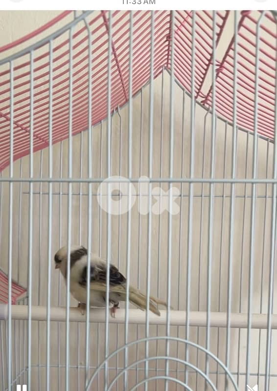 كنار غلوستر رينغ ٢٠٢٥ 2