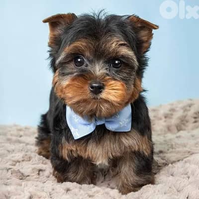 yorkshire puppy needed