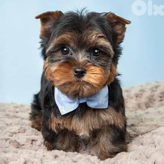 yorkshire puppy needed 0