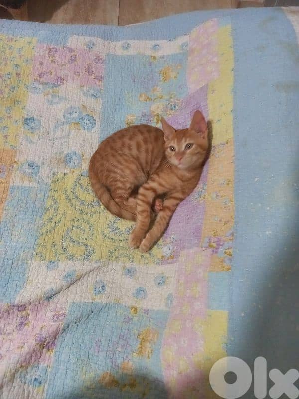 بسينات للتبني 8