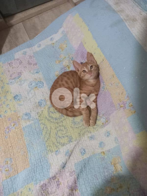 بسينات للتبني 9