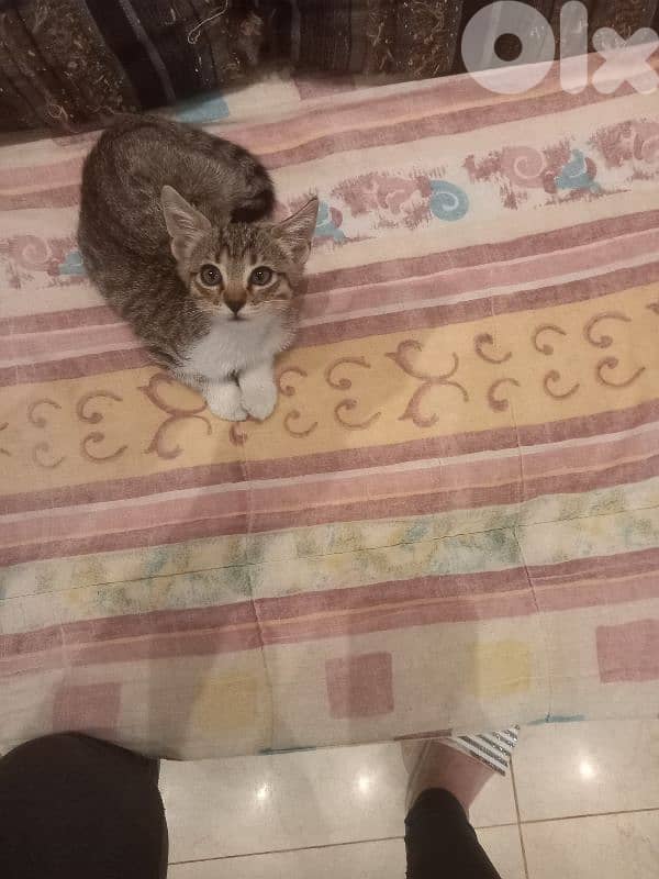 بسينات للتبني 10