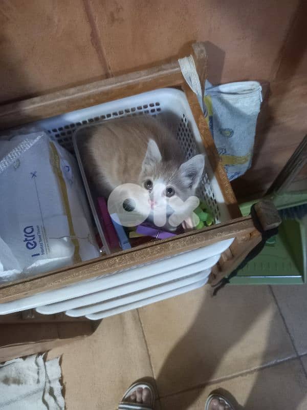 بسينات للتبني 13