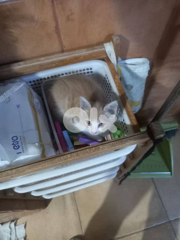 بسينات للتبني 14