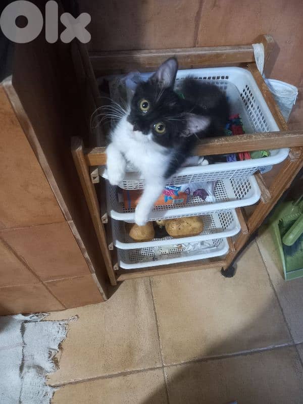 بسينات للتبني 16