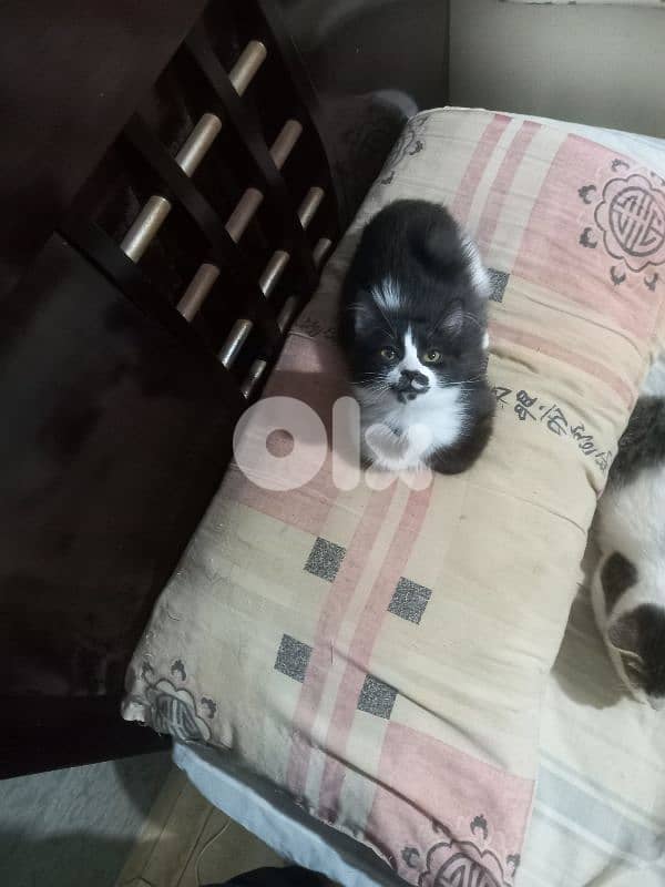 بسينات للتبني 17