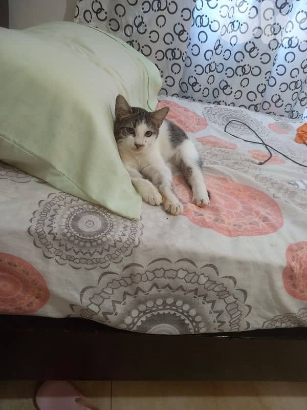 بسينات للتبني 19