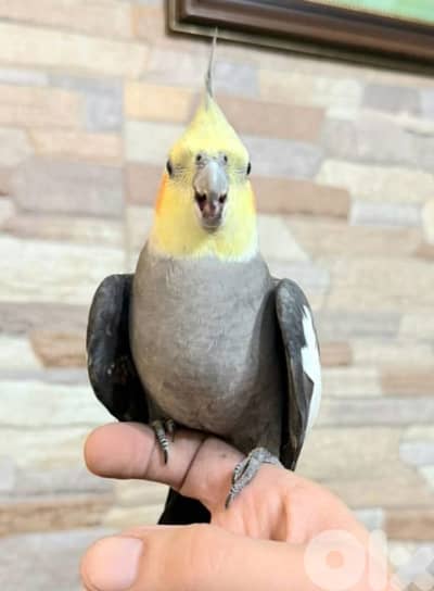 كروان سوبر ترويض