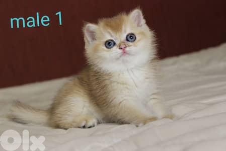 golden chinchilla are available!! Real photos.