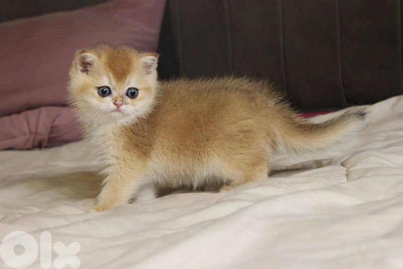 golden chinchilla are available!! Real photos. 2