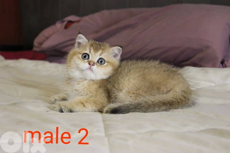 golden chinchilla are available!! Real photos. 3