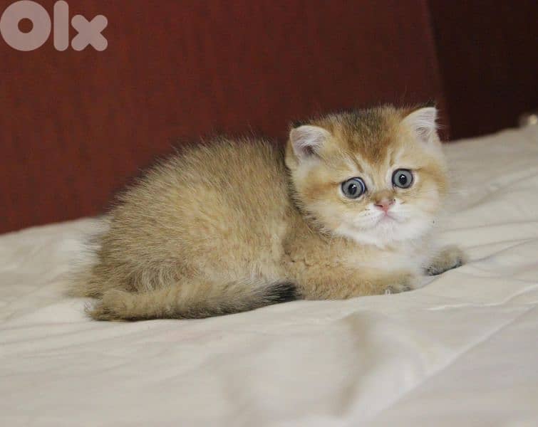 golden chinchilla are available!! Real photos. 4