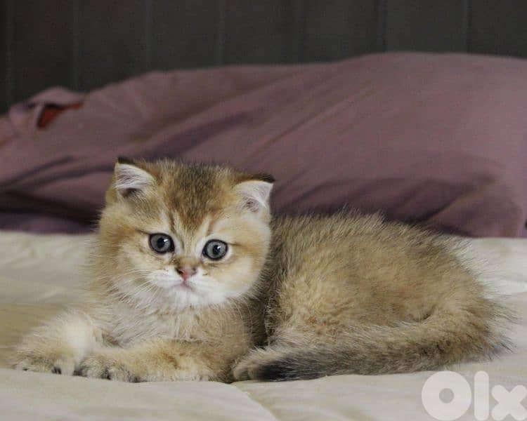 golden chinchilla are available!! Real photos. 5
