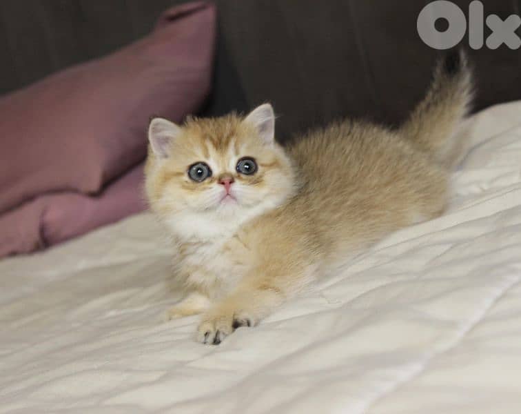 golden chinchilla are available!! Real photos. 7