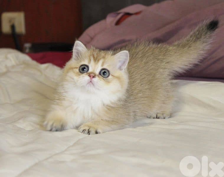 golden chinchilla are available!! Real photos. 8