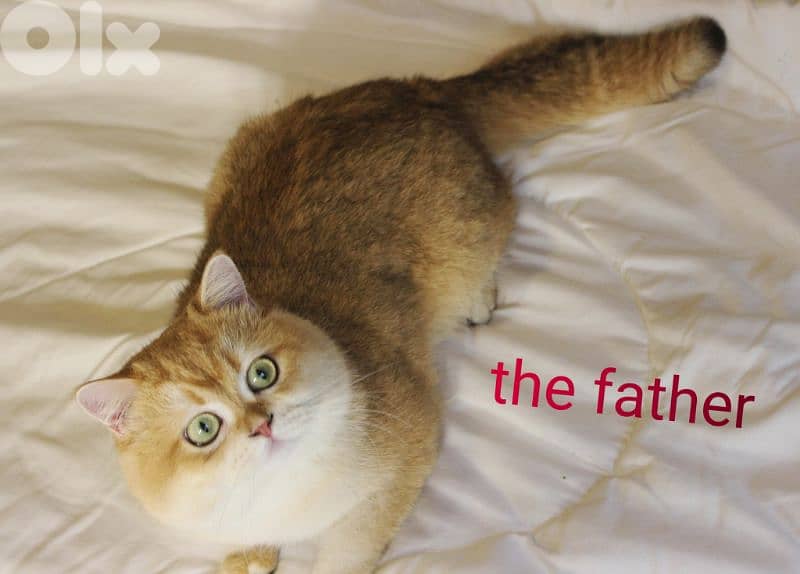 golden chinchilla are available!! Real photos. 9