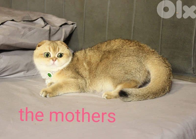 golden chinchilla are available!! Real photos. 10