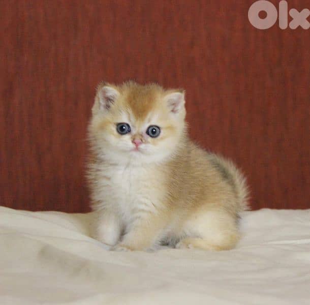 golden chinchilla are available!! Real photos. 1