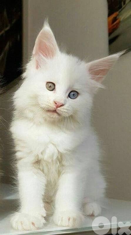 Giant Maine Coon imported Delivery available Cat قطط 0