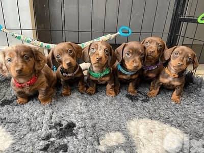 Beautiful Dachshund/ Sausage / Hot dog puppies available