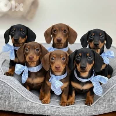 Sweet Dachshund puppies imported sausage wiener hot dog