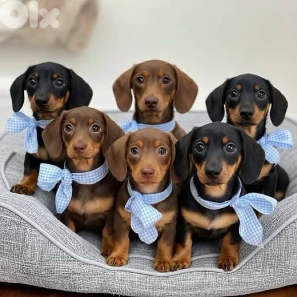 Sweet Dachshund puppies imported sausage wiener hot dog 0