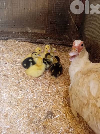 بط بورجيني للبيع