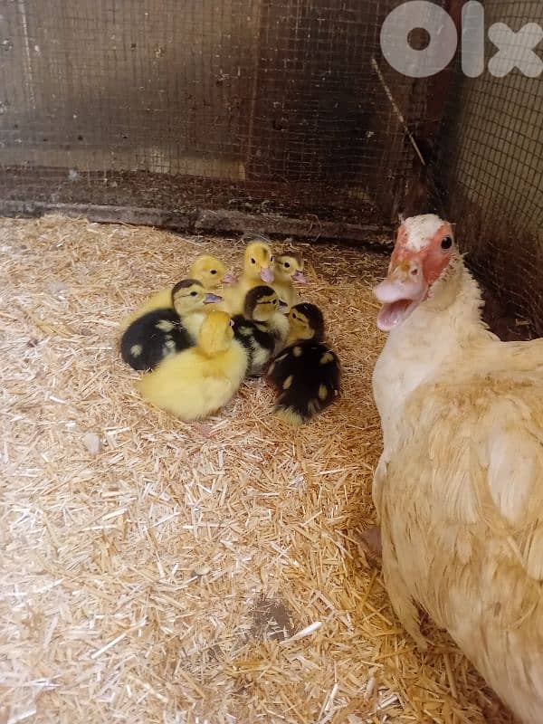 بط بورجيني للبيع 0