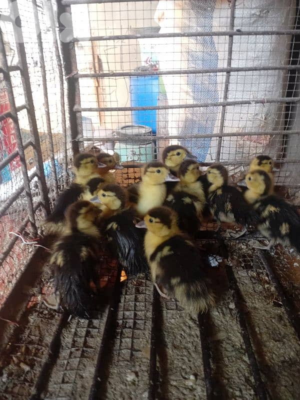 بط بورجيني للبيع 1