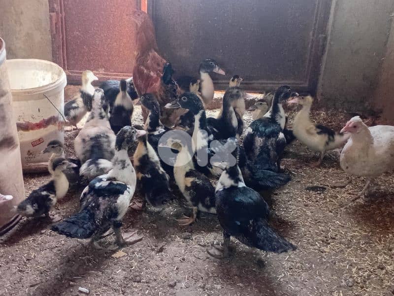 بط بورجيني للبيع 2