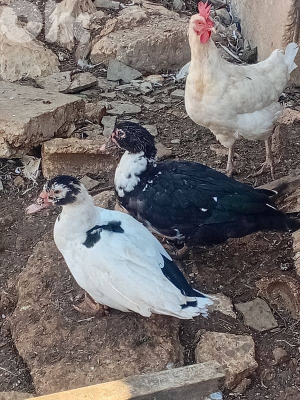 بط بورجيني للبيع 3