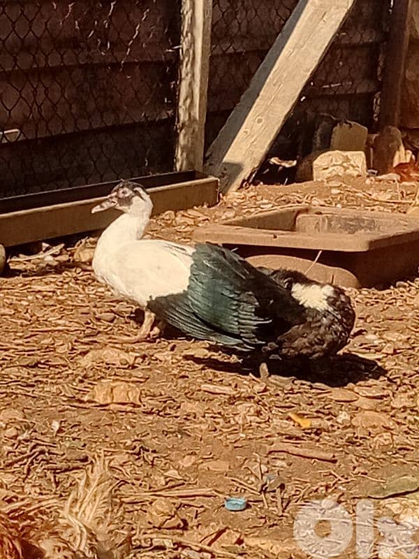 بط بورجيني للبيع 4