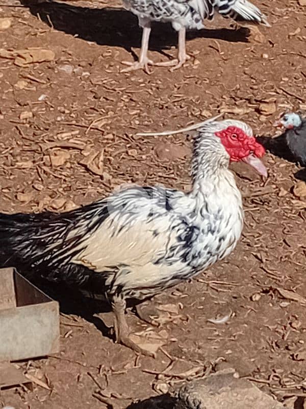 بط بورجيني للبيع 5