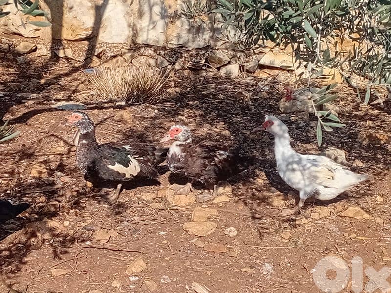 بط بورجيني للبيع 6