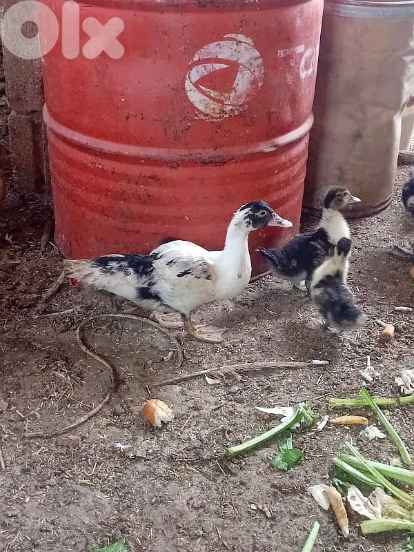 بط بورجيني للبيع 7