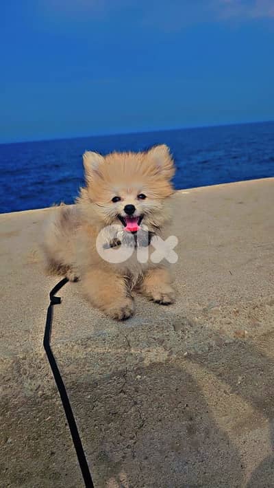 Pomeranian Spitz