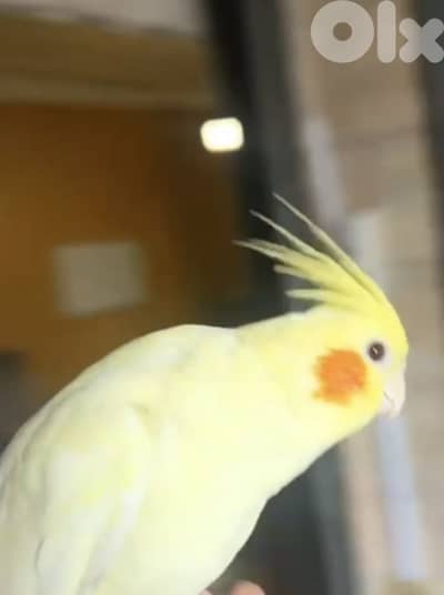 كروان لاتينو العمر ٤ اشهر ونص مروض