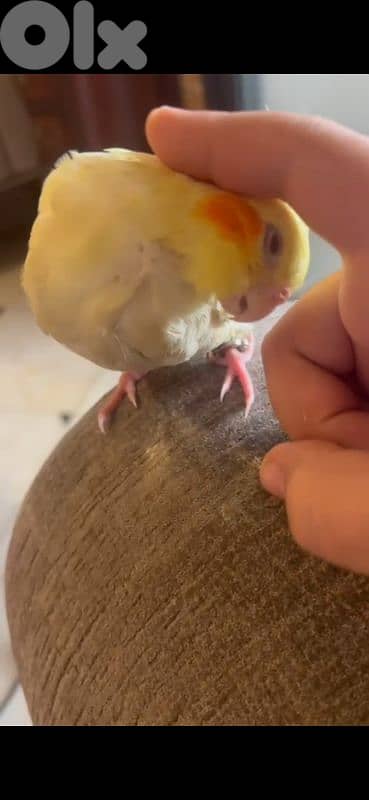 كروان لاتينو عين حمراء العمر ٤ اشهر ونص مروض 1