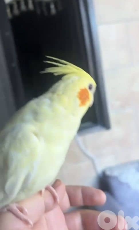 كروان لاتينو عين حمراء العمر ٤ اشهر ونص مروض 2