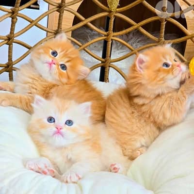 scottish persian gold 70485808