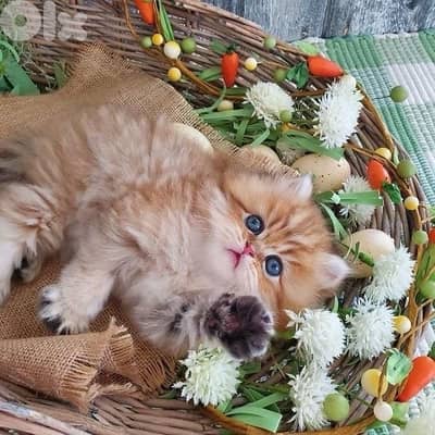 british  gold  70485808