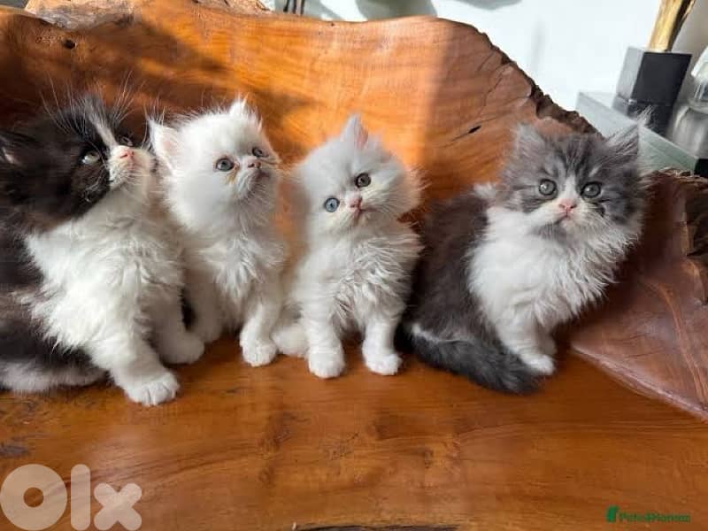 british  gold  70485808 1