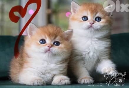 british gold 70485808