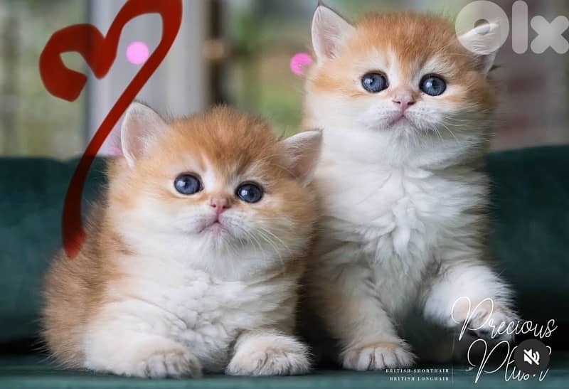 british gold 70485808 0