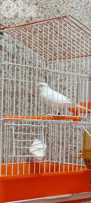 دكر بندوق نار 0