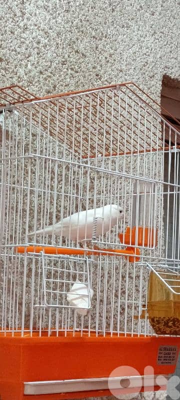 دكر بندوق نار 1