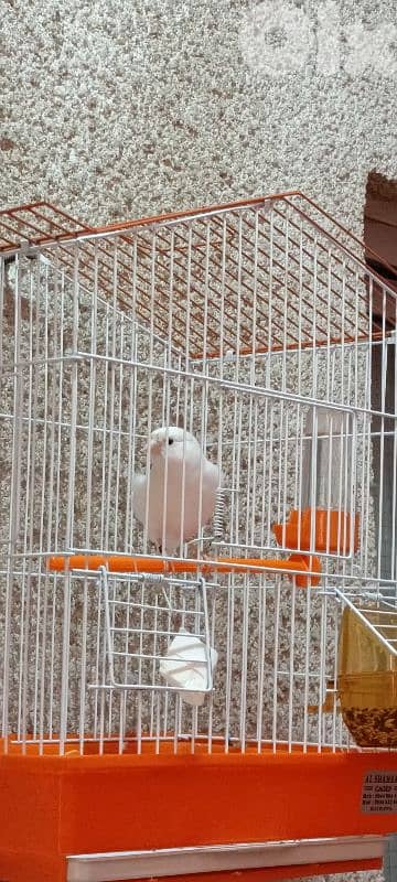 دكر بندوق نار 2