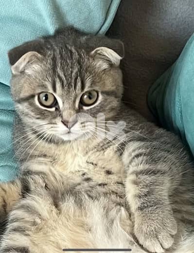 للتبني من عائلة تحب القطط و ترعاها جيداً