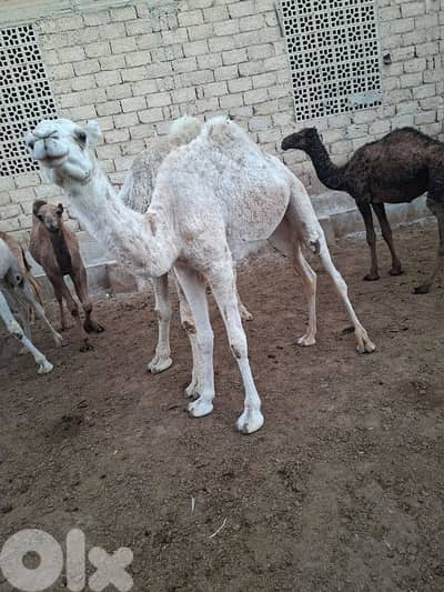 عكار وادي خالد